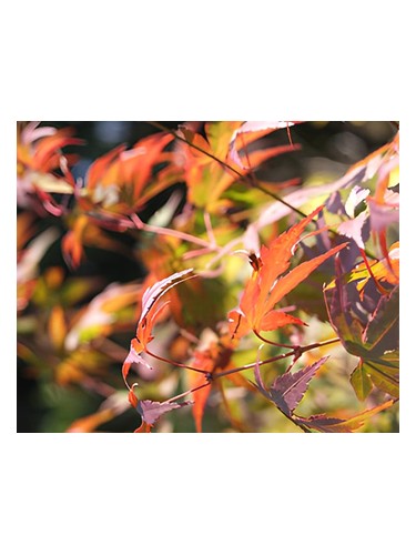 Autumn by Bud Parfums