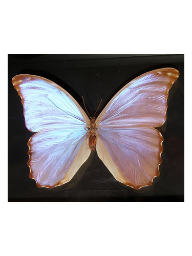 Butterfly by Bud Parfums