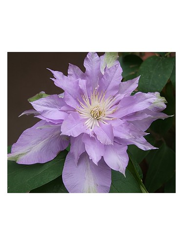 Fleur De Lilac by Bud Parfums