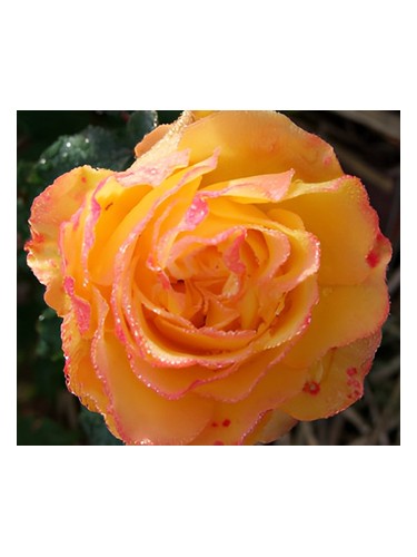 Gnosis by Bud Parfums