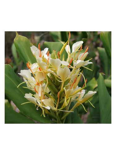 Jessica by Bud Parfums