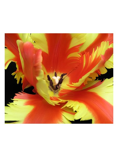 Jezebel by Bud Parfums