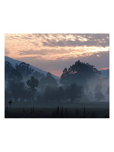 Nurture by Bud Parfums