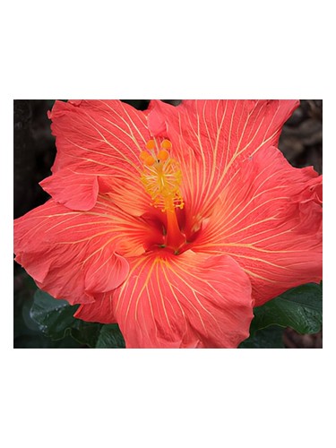 Ooh La La by Bud Parfums