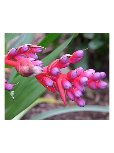 Sophia by Bud Parfums