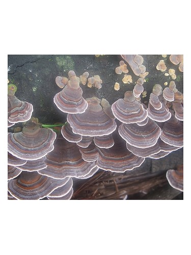 Jackeroo by Bud Parfums