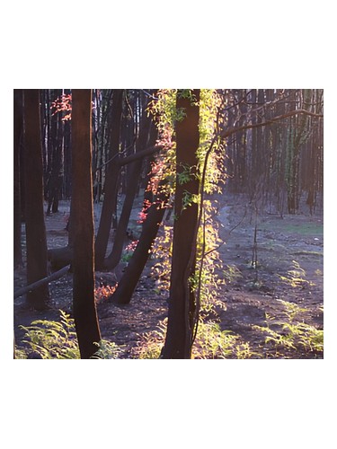 The Gamekeeper by Bud Parfums