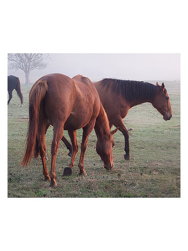 Whoa De Cologne by Bud Parfums