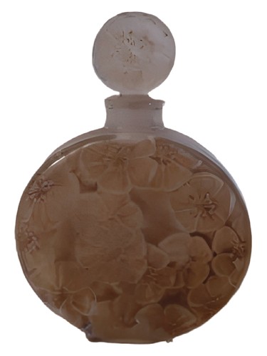 Rose Brumaire by Volnay