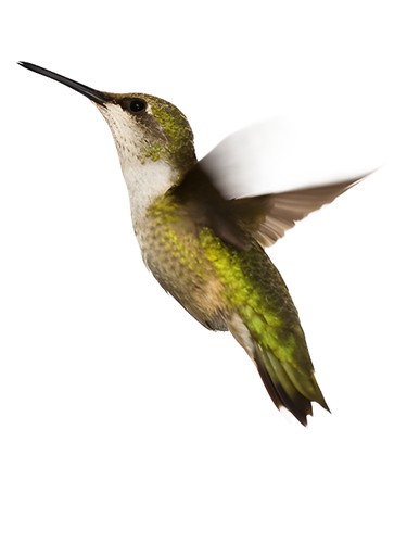 Hot Tension Dynamit Pepper by Kookai