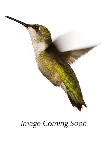 Hot Tension Electric Water by Kookai