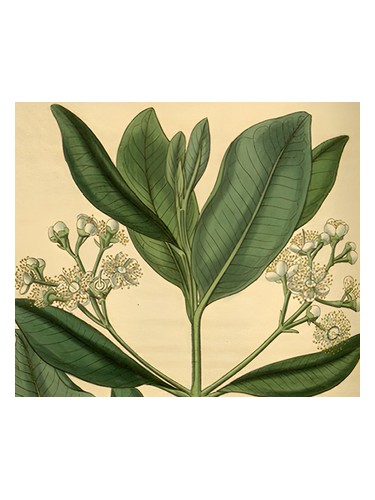 Bay Rum by Olympic Orchids Artisan Perfumes