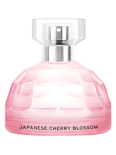 Japanese Cherry Blossom