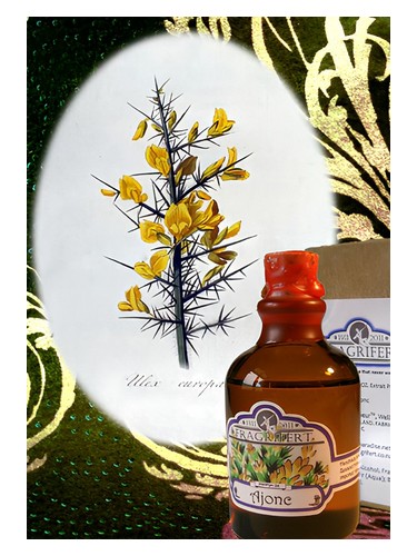 Ajonc by Fragrifert Parfumeur