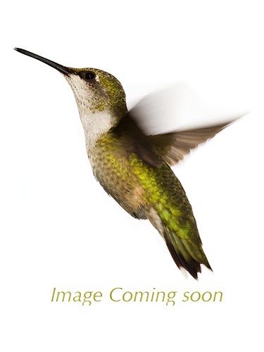 Da Vinci by Companhia da Terra