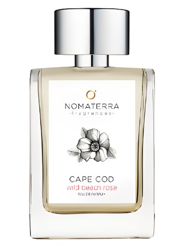 Cape Cod Wild Beach Rose by Nomaterra