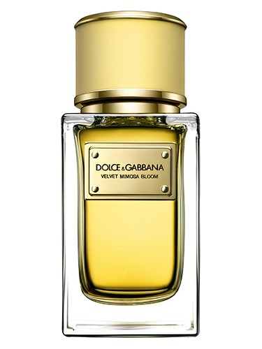 Velvet Mimosa Bloom Dolce&Gabbana perfume