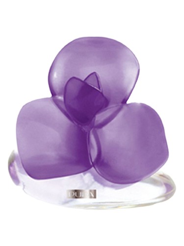 Very Flower Iris by Pupa