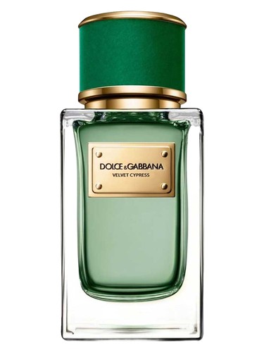 Velvet Cypress Dolce&Gabbana perfume