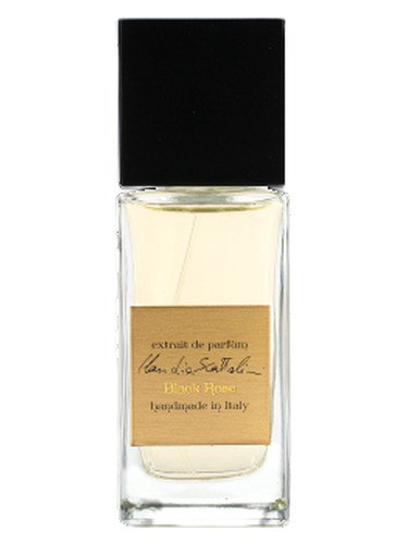 Black Rose by Claudia Scattolini