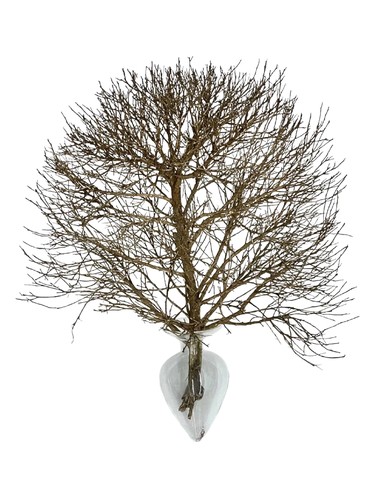 Vanilla Sky by Fang Aromatherapy