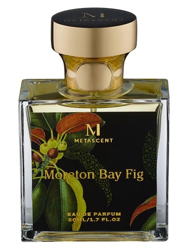 Moreton Bay Fig by MetaScent